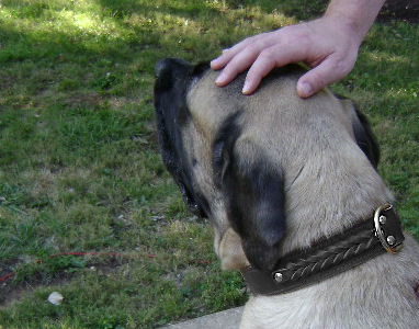 Hundehalsband Leder mit Flechten für Mastiff ❺❺❺ - zum Schließen ins Bild klicken