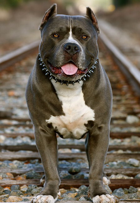 leather spiked dog collar 