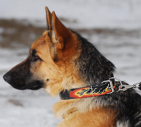 Deutscher Schäferhund "Flamme" Hundehalsband aus Leder - zum Schließen ins Bild klicken