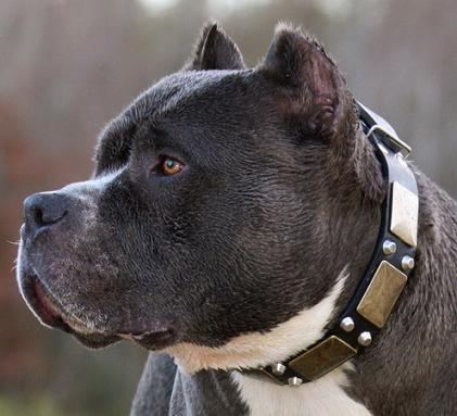 Decorative leather collar for Pitbull