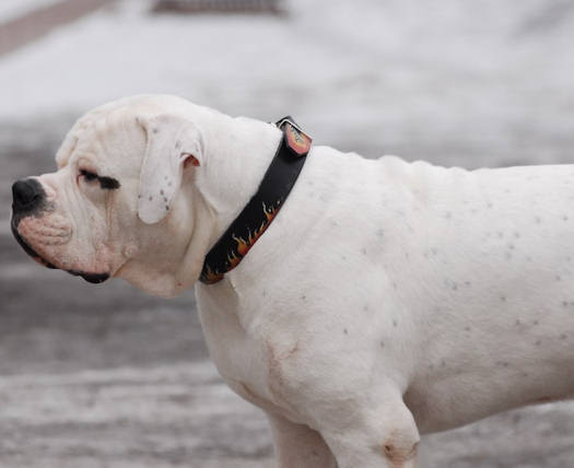 Bemaltes Hundehalsband fur American Bulldog