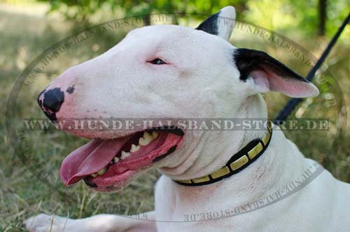 Nietenhalsband aus Leder mit stilvollen Platten für Bullterrier