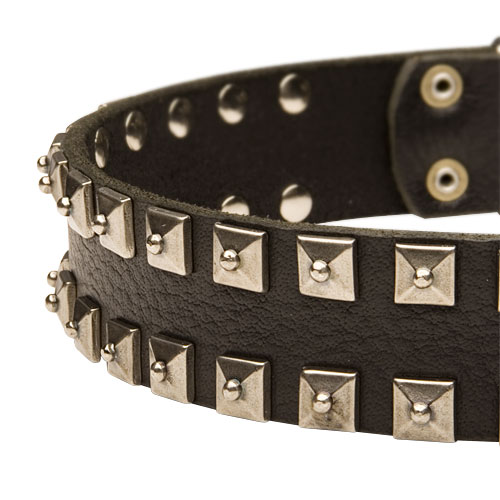 leather dog collar, studded collar