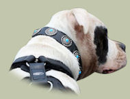 Amerikanische Bulldogge Hundehalsband Leder mit blauen Steinen