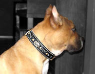 Pitbull Halsband Leder