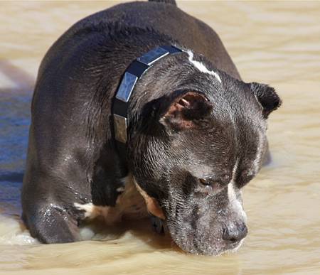 Pitbull Collar