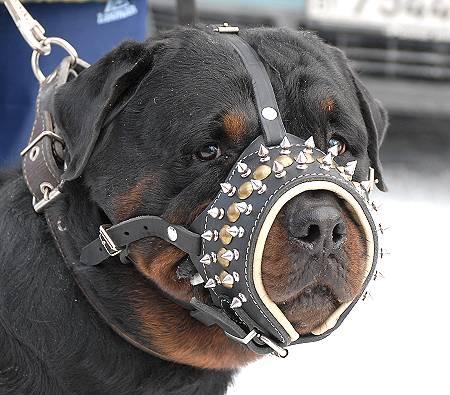 Spiked padded muzzle